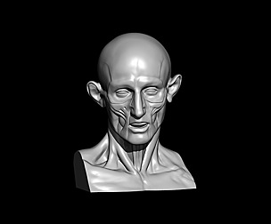 Houdon Ecorche Head