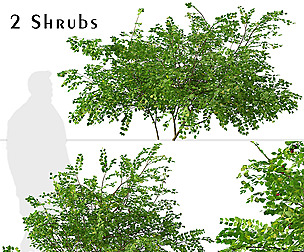 Set of Bramble plants (Rubus fruticosus)