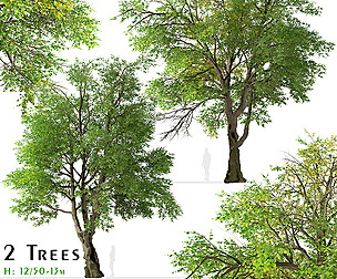Set of Oregon ash Tree (Fraxinus latifolia)