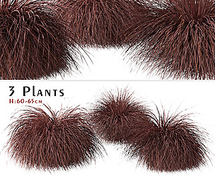 Carex comans Plants (New Zealand Hair Sedge)