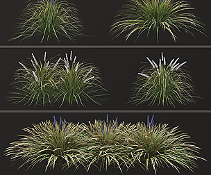 Set of Ophiopogon jaburan Plants (Dwarf lilyturf)