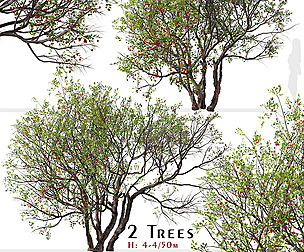 Set of Bitter cherry Tree (Prunus emarginata)