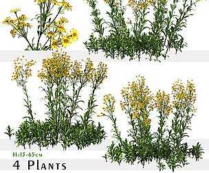 Set of Senecio jacobaea wild flowers ( Ragwort )