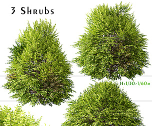 Set of Golden Privet Shrubs ( Ligustrum )