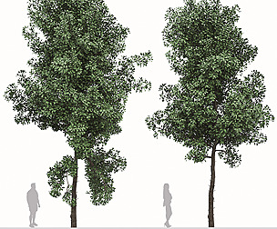 Set of Terminalia Mantaly Tree (Madagascar Almond)