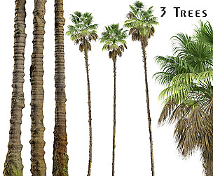 Set of Mexican palm Trees (Washingtonia robusta)