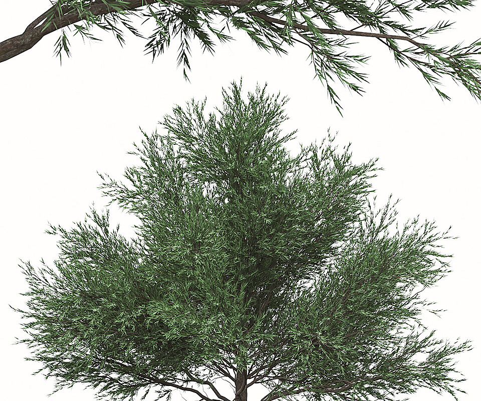 Set of Melaleuca Bracteata Trees (Black teatree)