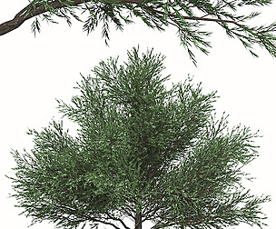 Set of Melaleuca Bracteata Trees (Black tea-tree)