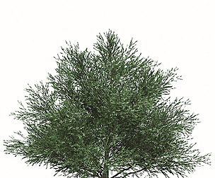Set of Melaleuca Bracteata Trees (Black tea-tree)