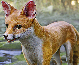 Red Fox