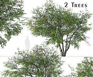 Set of Prunus serotina Tree (Black cherry)