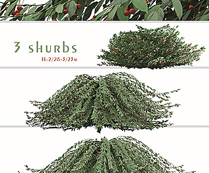 Set of Cotoneaster Salicifolius Shrubs