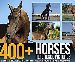 300+ Horses Reference Pictures