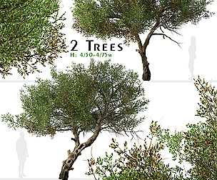 Set of Mountain Mahogany Tree (Cercocarpus)