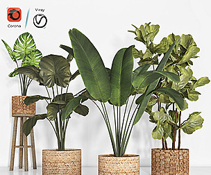 indoor plant 103