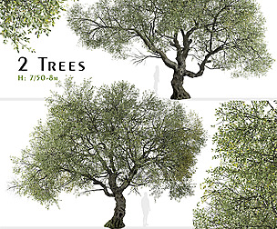 Set of Canyon live oak Tree (Quercus chrysolepis)