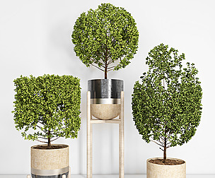 indoor plant 101