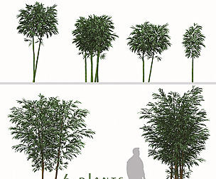 Set of Phyllostachys aurea Plants Fishpole bamboo