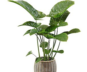Elephant Ear_Caladium Plant