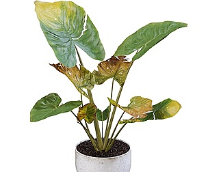 Elephant Ear_Dead Leaves Plant