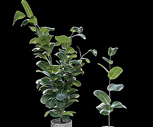 Rubber Fig - Plant
