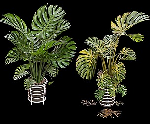 Swiss cheese plant