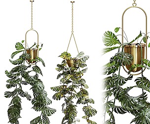 Swisse Cheese Fall_Fresh and Dried Plant