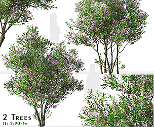 Set of Nerium oleander Tree (Rose Laurel)