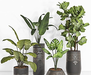 indoor plant 104