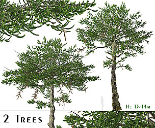 Set of Araucaria araucana Tree (Monkey puzzle)