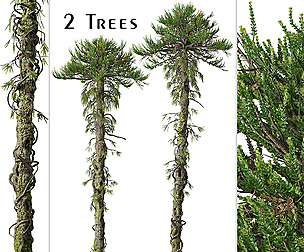 Set of Araucaria araucana Tree (Chilean pine)