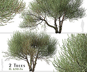 Set of Olive Tree (Olea europaea) (2 Trees)