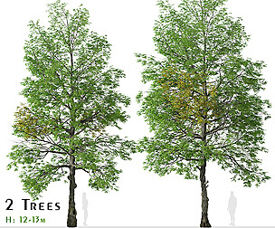 Set of Black ash Tree ( Fraxinus nigra ) (2 Trees)