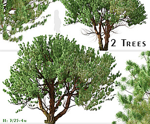 Set of Knobcone pine Tree (Pinus attenuata)