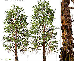 Set of Ponderosa Pine Tree ( Bull Pine ) (2 Trees)