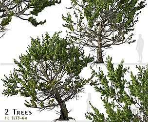 Set of Limber pine Tree (Pinus flexilis) (2 Trees)