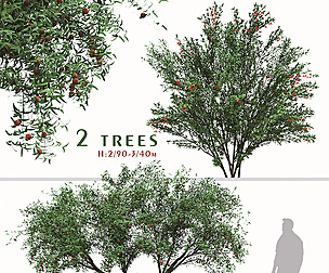 Set of Punica Granatum Tree (Pomegranate tree)