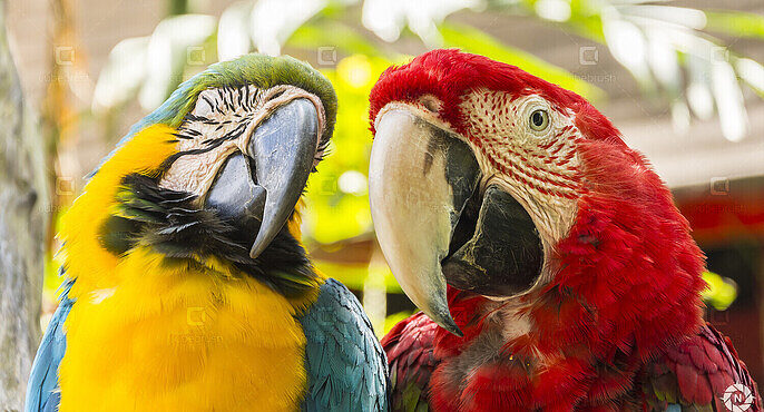 The 5 Best Packs of Bird Reference Photos