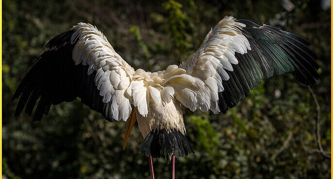 Drawing Birds from Feathers to Flight