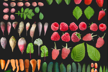Organic Fruits and Leaves Texture Atlas for 3D Modeling (PBR)