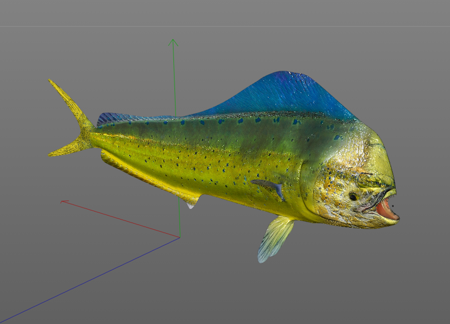 Dorado mahi mahi 3D Model